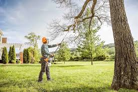 Best Tree Removal  in Bellevue, WA