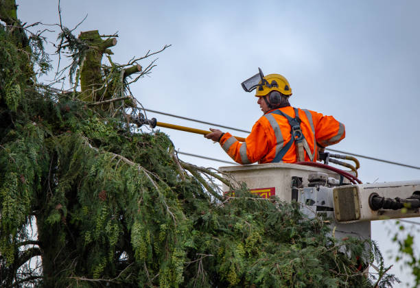 Best Hedge Trimming  in Bellevue, WA