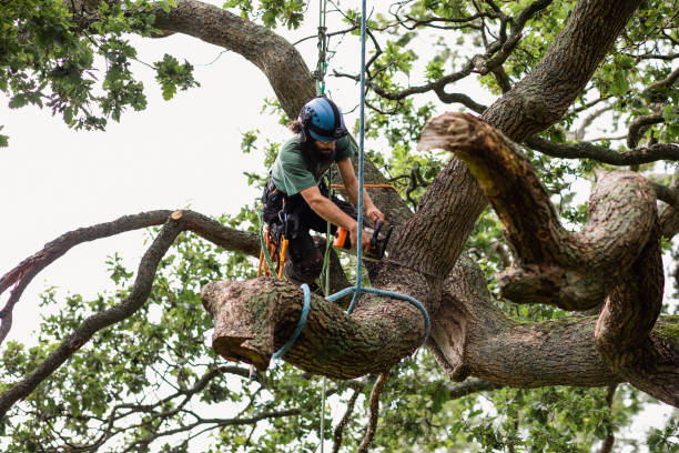 Best Tree Trimming and Pruning  in Bellevue, WA