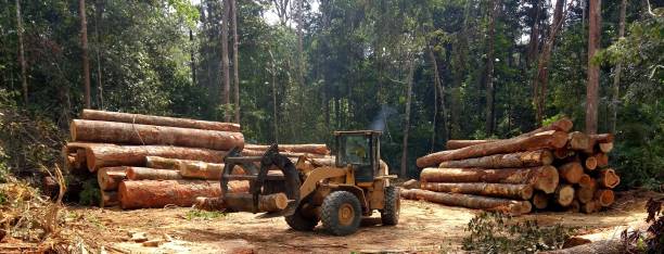 Best Hazardous Tree Removal  in Bellevue, WA