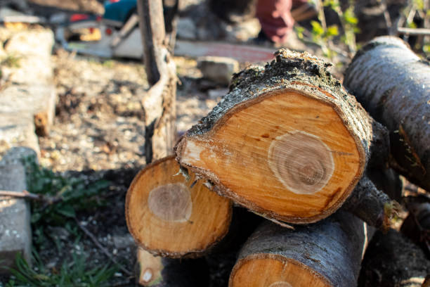 Bellevue, WA Tree Care Company