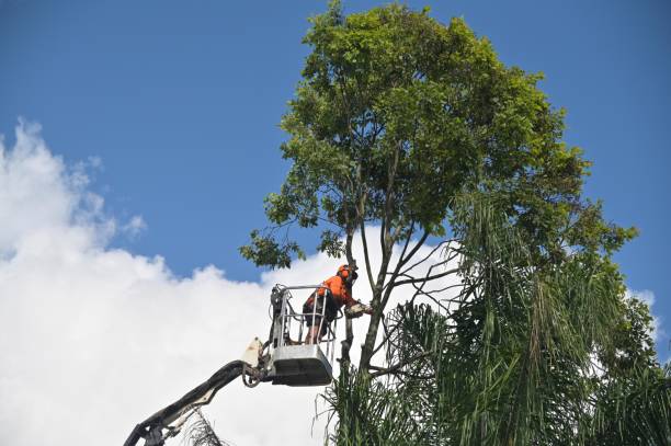 Best Commercial Tree Services  in Bellevue, WA