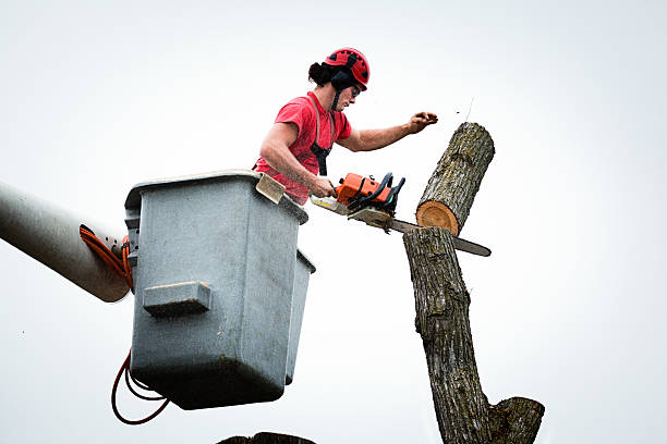 Best Arborist Consultation Services  in Bellevue, WA