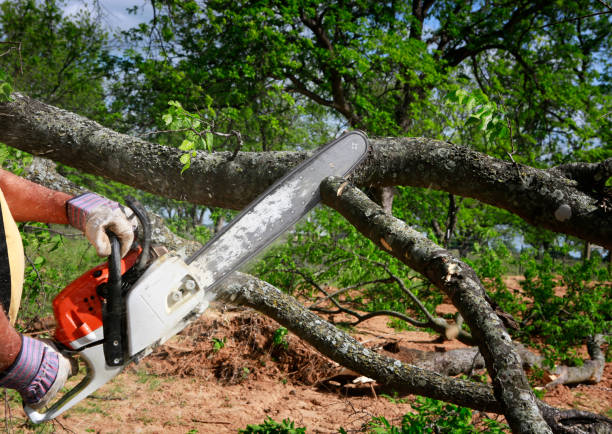Best Firewood Processing and Delivery  in Bellevue, WA